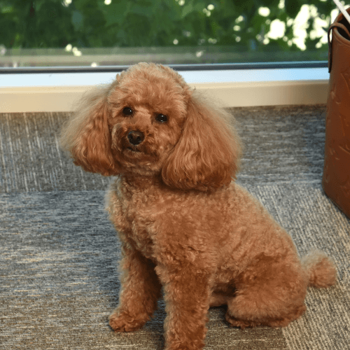 AW. Team Photos-2 (1) Niki Mullinex